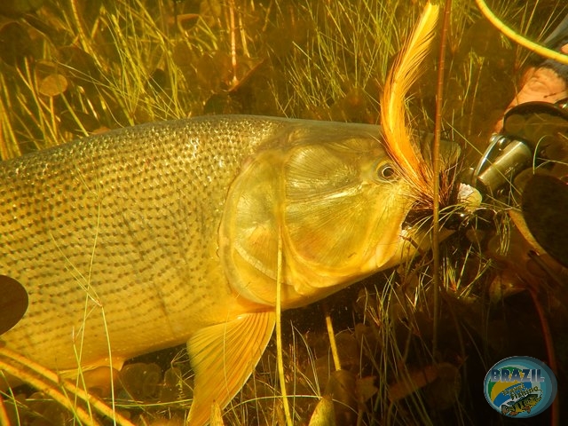 PIRA LODGE - Pantanal Argentino - Temporada 2.016